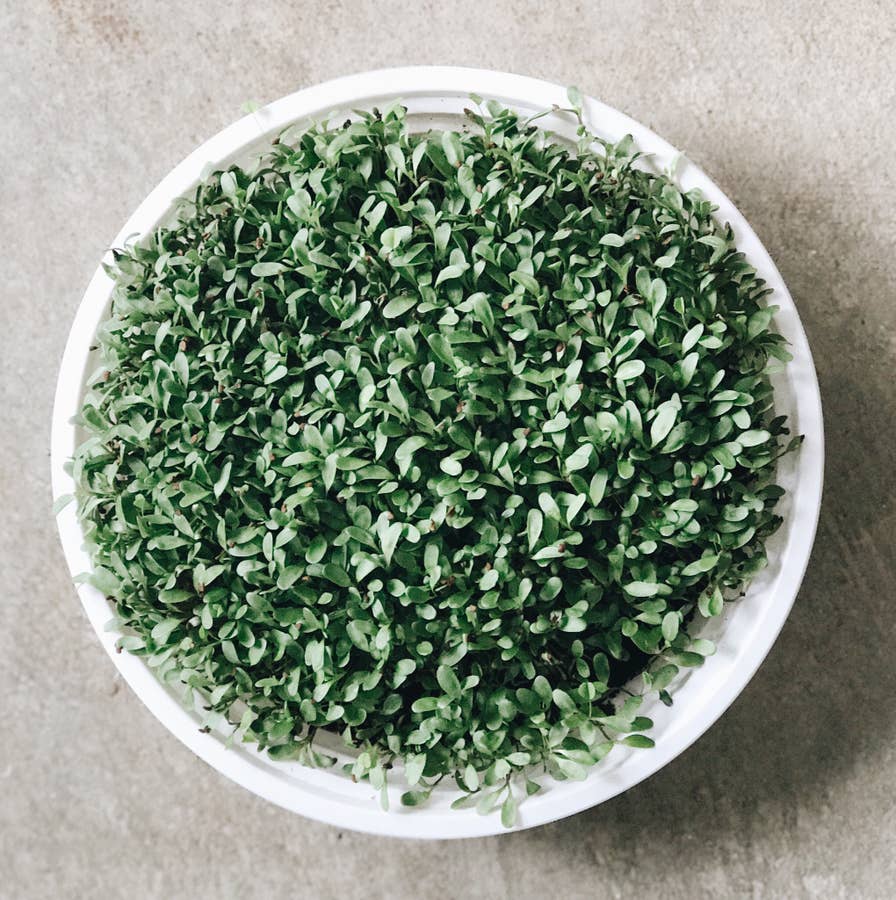 DIY Microgreens Starter Kit