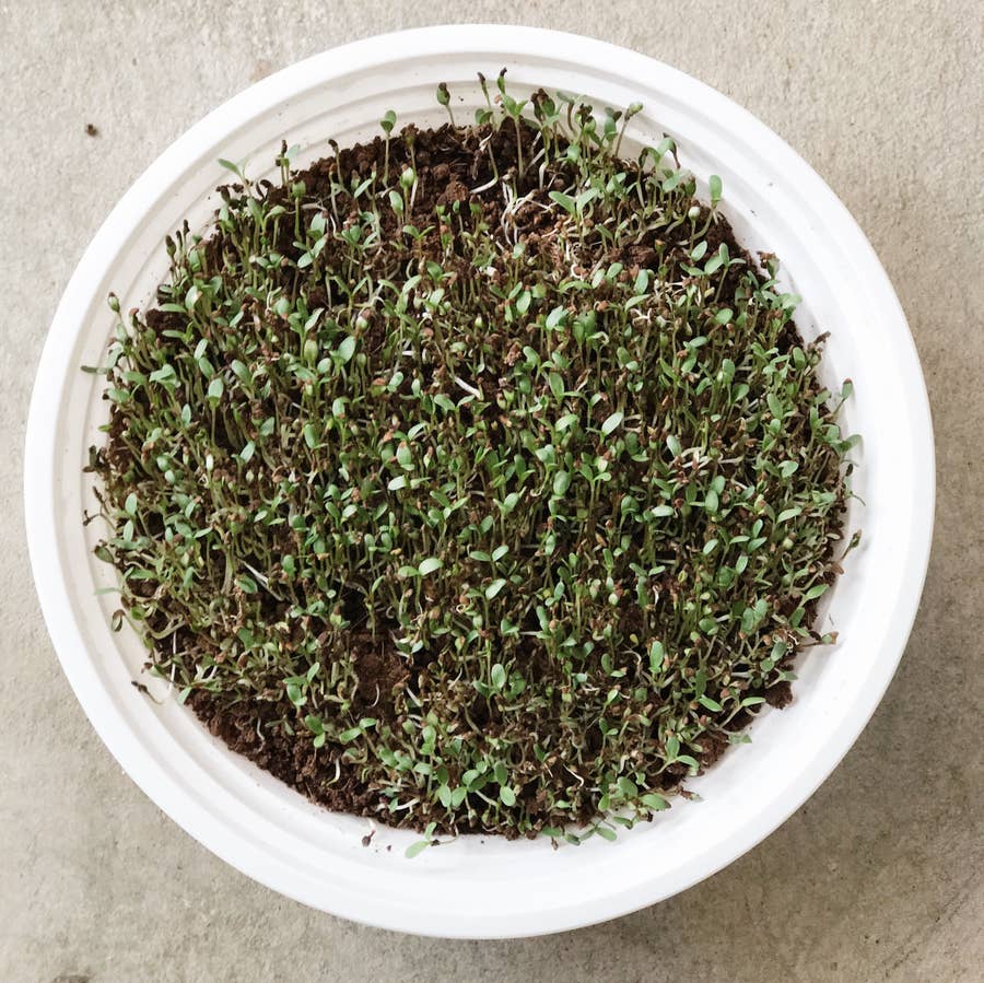 DIY Microgreens Starter Kit