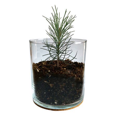 DIY Holiday Tree Growing Kit